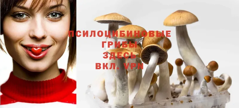 Галлюциногенные грибы Psilocybine cubensis  Кедровый 